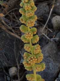 Bur Ragweed, Ambrosia confertifolia, photo © by Michael Plagens