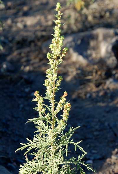 Bur Ragweed, Ambrosia confertifolia, photo © by Michael Plagens