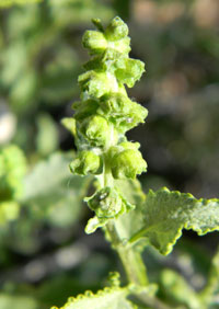 Unopened flower buds of Ambrosia deltoidea