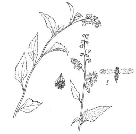 Triangle-leaf Bursage, Ambrosia deltoidea, Pen & Ink by Michael Plagens