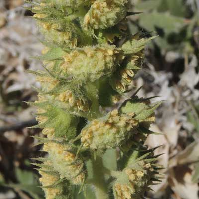 Ambrosia ilicifolia male flower heads photo © by Michael Plagens