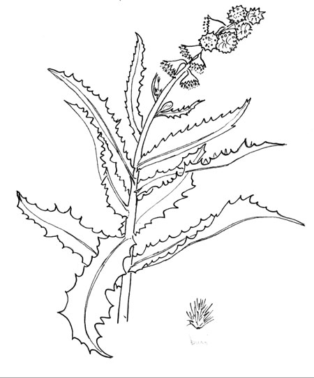 Ambrosia ilicifolia illustration Pen & Ink © by Michael Plagens