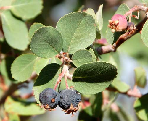 Utah Seviceberry, Amelanchier utahensis, photo © by Mike Plagens