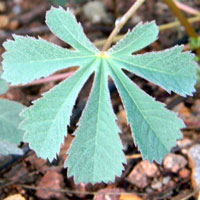 leaf of Mexican Yellow-show, Amoreuxia palmatifida, photo © by Michael Plagens