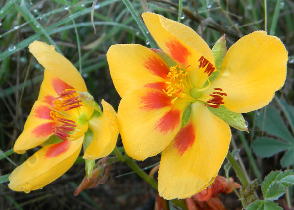 Mexican Yellow-show, Amoreuxia palmatifida, photo © by Michael Plagens