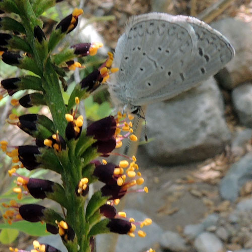 flowers of False Indigo Bush, Amorpha fruticosa, visited by an Azure Butterfly, Celastrina echo, photo © by Michael Plagens