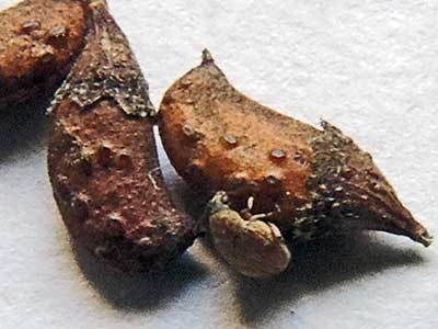 Amorpha fruticosa seed pods with Bruchidae, Acanthoscelides pallidipennis.  photo © by Michael Plagens