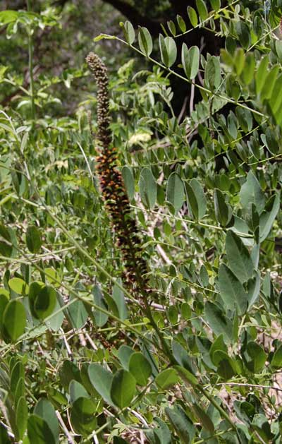 False Indigo Bush, Amorpha fruticosa, photo © by Michael Plagens