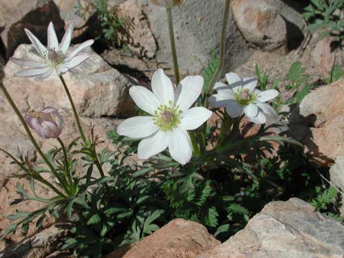 Anemone tuberosa photo © by Michael Plagens