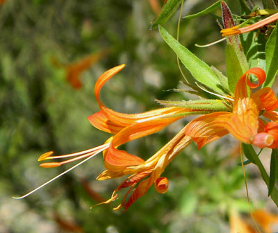 Anisacanthus thurberi from the New River Mountains n. or Carefree. © by Michael J. Plagens