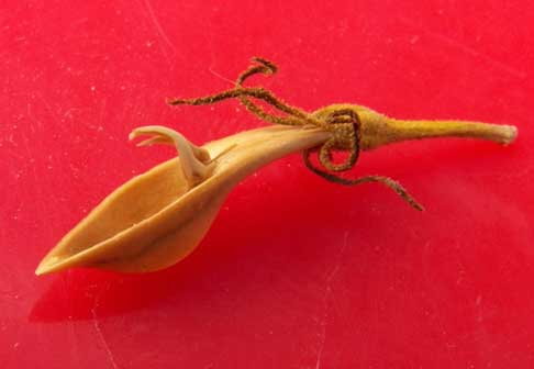 emptied seed capsule of Anisacanthus thurberi from the New River Mountains n. or Carefree. © by Michael J. Plagens