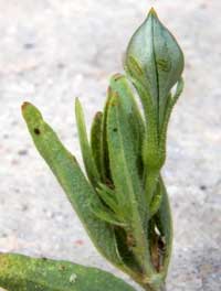 developing fruit of Anisacanthus thurberi from the New River Mountains n. or Carefree. © by Michael J. Plagens