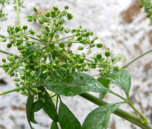 Wild Celery, Apium graveolens, photo © by Mike Plagens