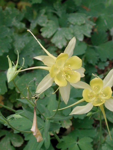 Yellow Columbine, Aquilegia chrysantha, © by Michael Plagens