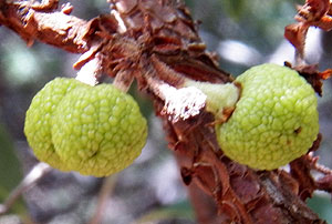 unripe fruit of Arizona Madrone, Arbutus arizonica, © by Michael Plagens