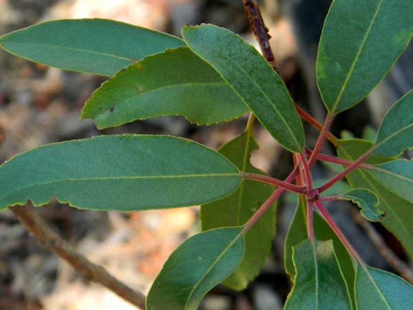 Arizona Madrone, Arbutus arizonica, © by Michael Plagens