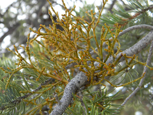 Dwarf Mistletoe, Arceuthobium divaricatum, photo © by Mike Plagens