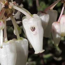 Arctostaphylos flower with hole cut into side