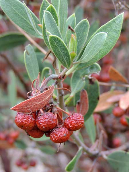 Arctostaphylos flower with hole cut into side