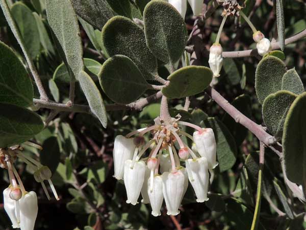 Point-leaf Manzanita, Arctostaphylos pungens, © by Michael Plagens