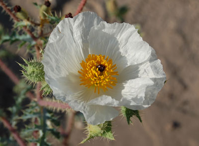 Argemone, Prickly Poppy, photo © by Michael Plagens