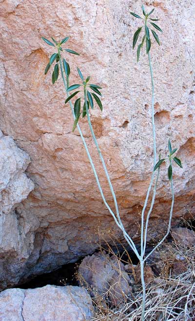 Argythamnia brandegeei, photo © by Michael Plagens