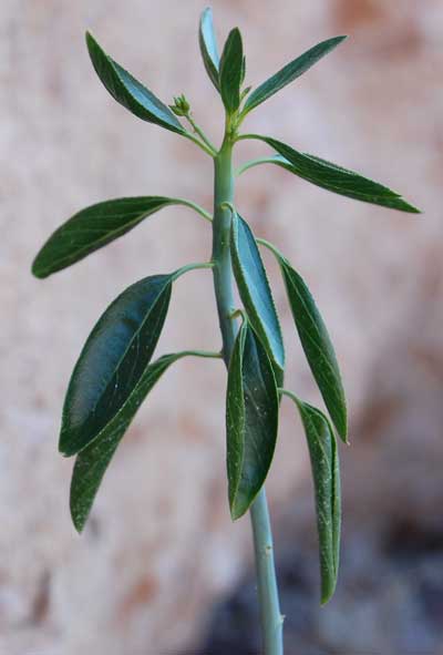 Photo of Sonoran Silverbush © by Michael Plagens