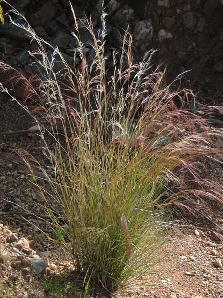 Aristida purpurea, Purple Three-Awh, © Mike Plagens