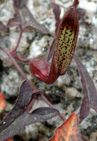 Close up view of Aristolochia watsoni flower © by Michael Plagens