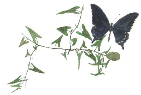 Watercolor of Aritolochia watsoni with the Pipevine Swallowtail butterfly © by Michael Plagens