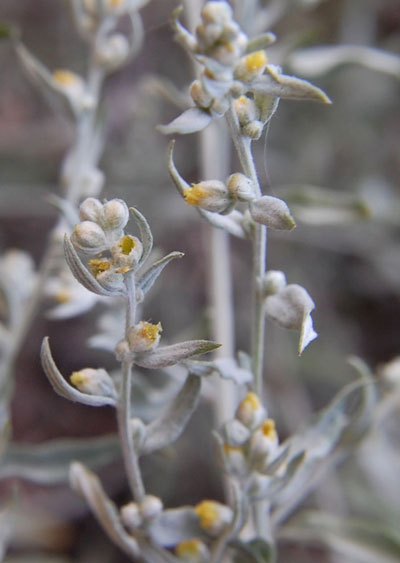 Silver Wormwood, Artemisia ludoviciana, © by Michael Plagens