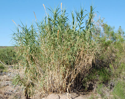 Arundo donax photo © by Mike Plagens