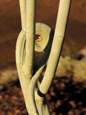 stem detail of a plant from the Palo Verde Mts., California, Asclepias albicans photo © by Michael Plagens