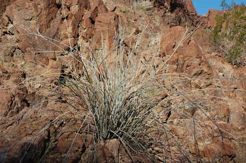 Asclepias albicans photo © by Michael Plagens