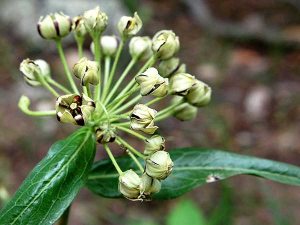 Asclepias asperula, Spider Antelope-Horns Milkweed,  photo © by Mike Plagens