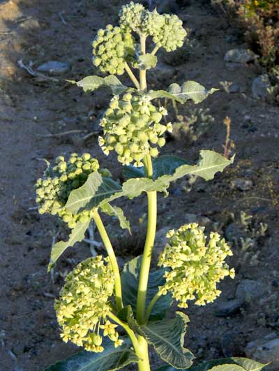 Desert Milkweed, Asclepias erosa, photo © by Michael Plagens