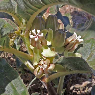 habit of Mojave Milkweed, Asclepias nyctaginifolia, photo by Michael Plagens