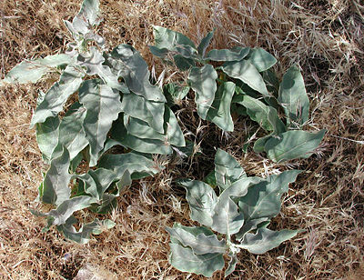 habit of Mojave Milkweed, Asclepias nyctaginifolia, photo by Michael Plagens