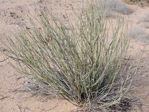Asclepias subulata in natural habitat of Sonoran Desert