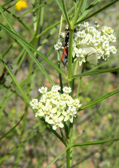 Horsetail Milkweed, Asclepias subverticillata, photo © by Mike Plagens