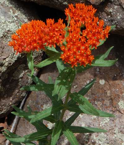 Asclepias tuberosa photo © by Mike Plagens