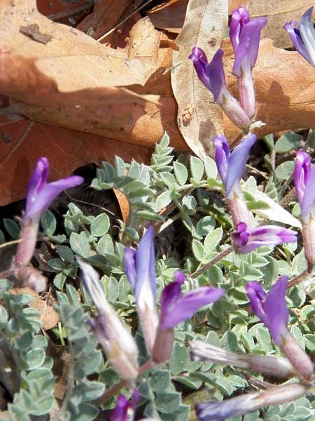 Ashen Milkvetch, Astragalus tephrodes, photo © by Michael Plagens