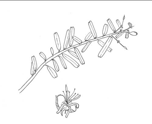 Atamisquea emarginata Pen & Ink Illustration © by Michael J. Plagens