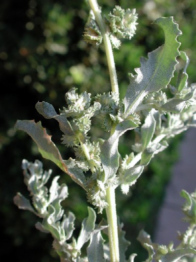 Wheelscale Saltbush, Atriplex elegans photo © by Michael Plagens