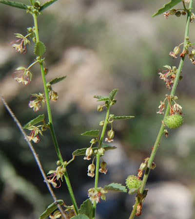 Photo of Ayenia compacta by Mike Plagens