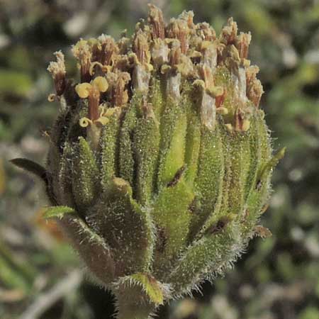 seed head of Bahiopsis parishii