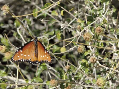 queen butterfly at Bahiopsis parishii