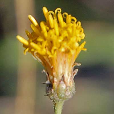 inflorescence of Bebbia juncea