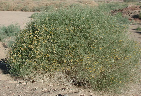 Sweet Bush, Bebbia juncea, photo © Michael Plagens