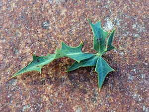 Leaf of Berberis/Mahonia haematocarpa photo © by Michael Plagens